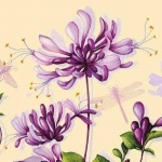Duni Zelltuch Servietten Dariella, 24 x 24 cm Duni Zelltuch Servietten Dariella, 24 x 24 cm