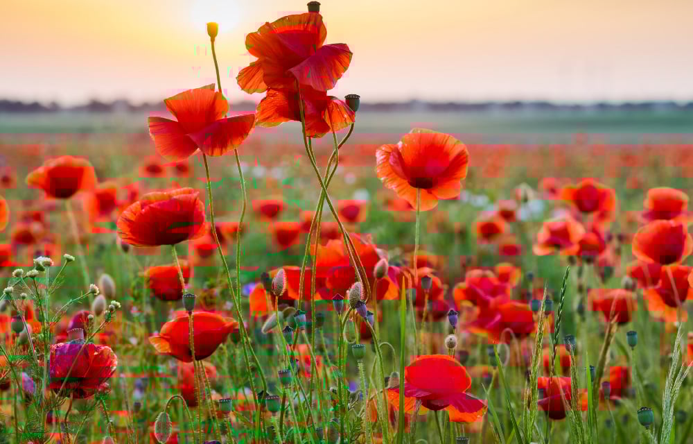 Blumenfeld im Spätsommer