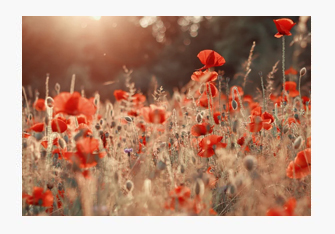 Blumenfeld im Spätsommer