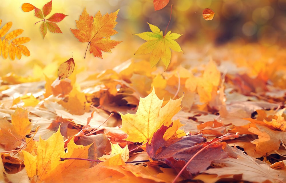 Stimmungsvolle Herbst-Deko: Eine bunte Mischung aus herabgefallenen Ahorn- und Eichenblättern, die ein warmes, goldenes Licht ausstrahlen.