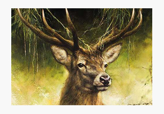 Wald & Wild