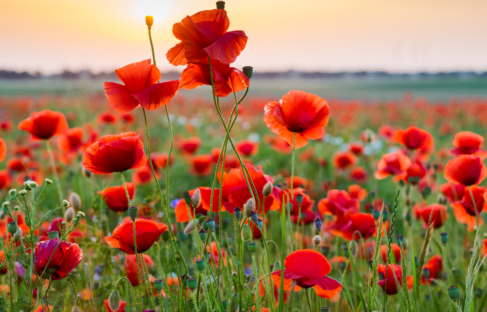 Spätsommer - Tischdekoration mit Mohnblumen