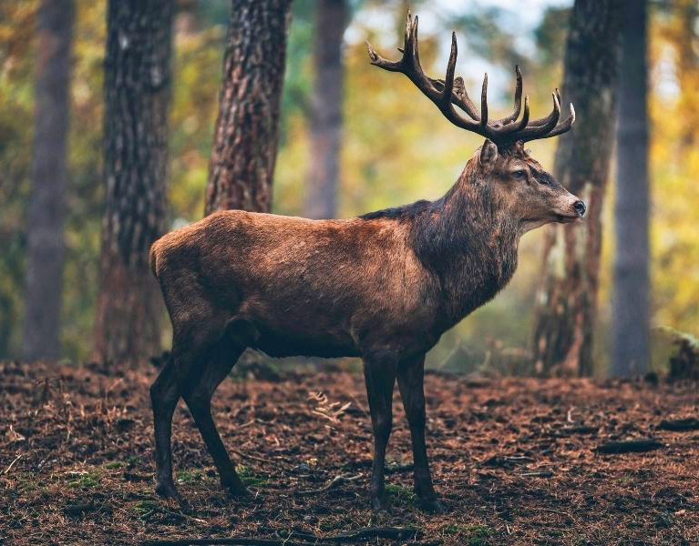 Wald & Wild