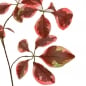 Nahaufnahme von der Kunstblume Blätterzweig in Rot-Braun, 72 cm.