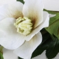 Kunstblume Christrose, Helleborus in Weiß mit 2 Blüten und 1 Knospe, 53 cm.