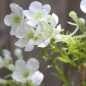 Kunstblume Blütenzweig in Weiß, 25 cm Nahmaufnahme