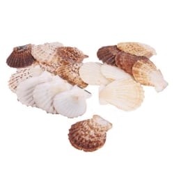 Naturdeko Muscheln flach