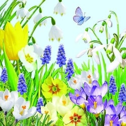 20er Pack Servietten Frühlingsbeet, 33 x 33 cm