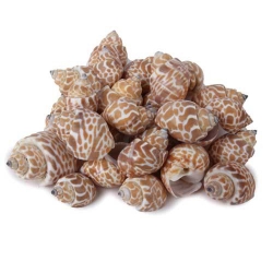 Naturdeko Muschel Schnecke Tiger Look