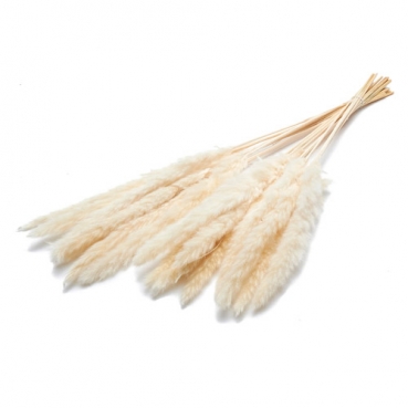 Trockenblumenbund Pacific Silvergrass Plume in Creme, 76 cm