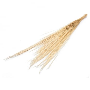 Trockenblumenbund Peruvian Feather Grass in Creme, 100 cm
