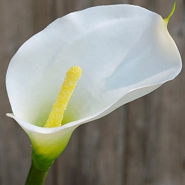 Kunstblume Calla in Weiß, Real Touch Oberfläche, 67 cm