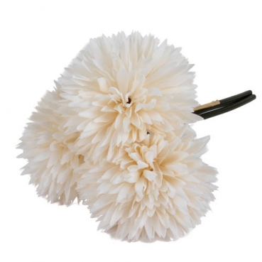 3er Bund Dahlien in Creme, 20 cm