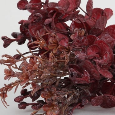 Kunstblume, Eukalyptus Blätterbund in Rot, 35 cm Kunstblume, Eukalyptus Blätterbund in Rot, 35 cm, Nahaufnahme.