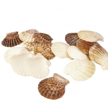 Naturdeko Muscheln flach