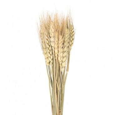 Naturdeko Getreide, Ähren Bund, getrocknet, 35 cm