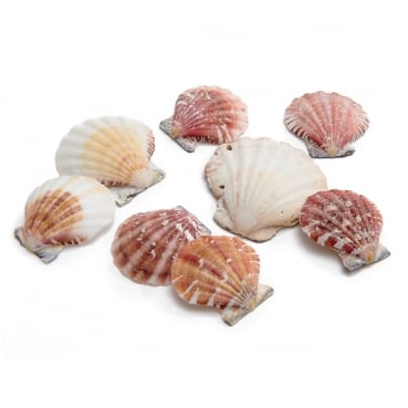Naturdeko Muscheln flach
