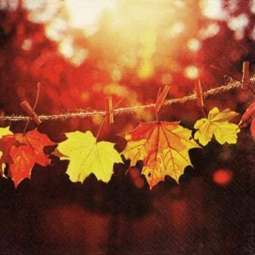 20er Pack Servietten Herbst, Ahornblätter im Sonnenlicht, 33 x 33 cm