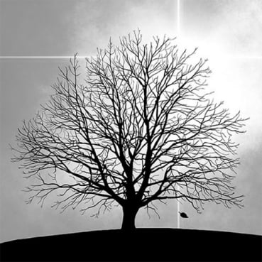 20er Pack Servietten Trauerfeier, Baum in Schwarz/Grau, 33 x 33 cm
