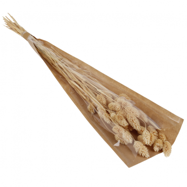 Naturdeko Phalaris Bund, getrocknet, 65 cm