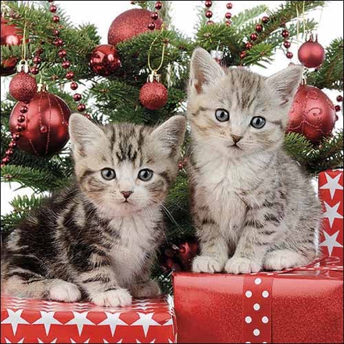 20er Pack Servietten Kätzchen auf Weihnachtsgeschenken,  33 x 33 cm.
