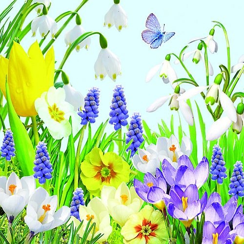 20er Pack Servietten Frühlingsbeet, 33 x 33 cm.