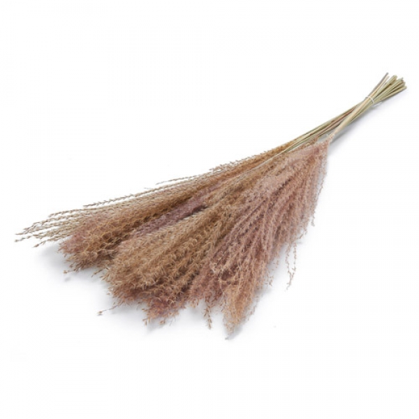 Trockenblumenbund Reed Plume in Natur, 76 cm.