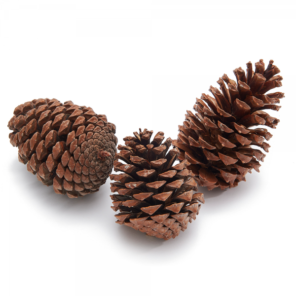 3 große Kiefernzapfen, natur, 10 - 14 cm.