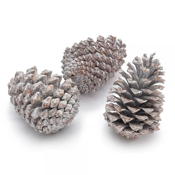Große Kiefernzapfen in Weiß