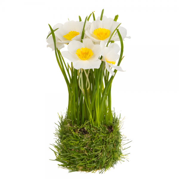 Kunstblume Narzissen-Bündel mit Grasverzierung, in Weiß, 20 cm.
