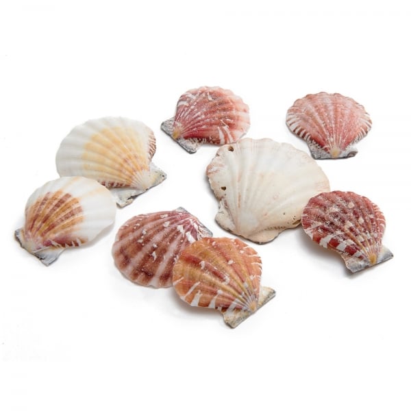 Naturdeko Muschel flach.