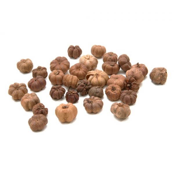 Naturdeko Putka pods, Mini Kürbis-Optik in Naturtönen, 10 - 20 mm.