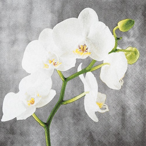 20er Pack Servietten Weiße Orchidee auf Grau, 33 x 33 cm.