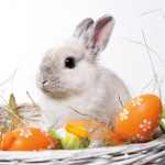 20er Pack Servietten Hase im Osternest, 33 x 33 cm