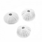 5 Seeigel in Weiß