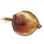 Deko Gemüse Zwiebel, 13 cm