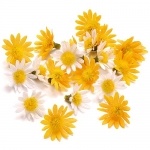 20er Pack Margeriten Streudeko in Gelb/Weiß