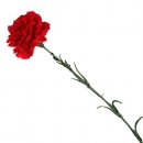 Kunstblume Nelke in Rot, 60 cm