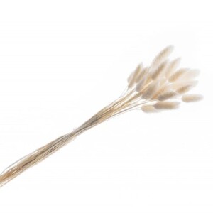 Naturdeko Samtgras, Lagurus Bund, getrocknet, 55 cm in...