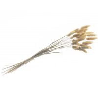Naturdeko Samtgras, Lagurus Bund, getrocknet, 55 cm.