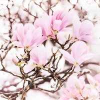 20er Pack Servietten Magnolien, 33 x 33  gallery