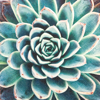 Motivserviette Sukkulente, Echeveria, 33 gallery
