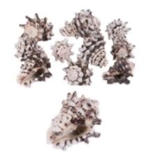 Muscheln Schnecke gezackt