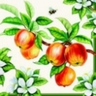 Servietten Apple Tree cream