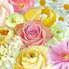 Servietten Marie Claire