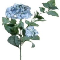 hortensien