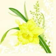 narcisus