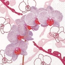 orchideenrispe