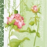 pheonia