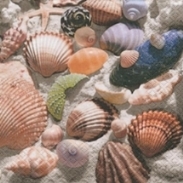 shells_im_sand